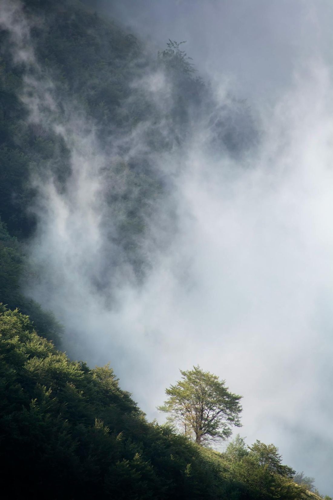Nebel zieht durch einen Hang mit Tannen